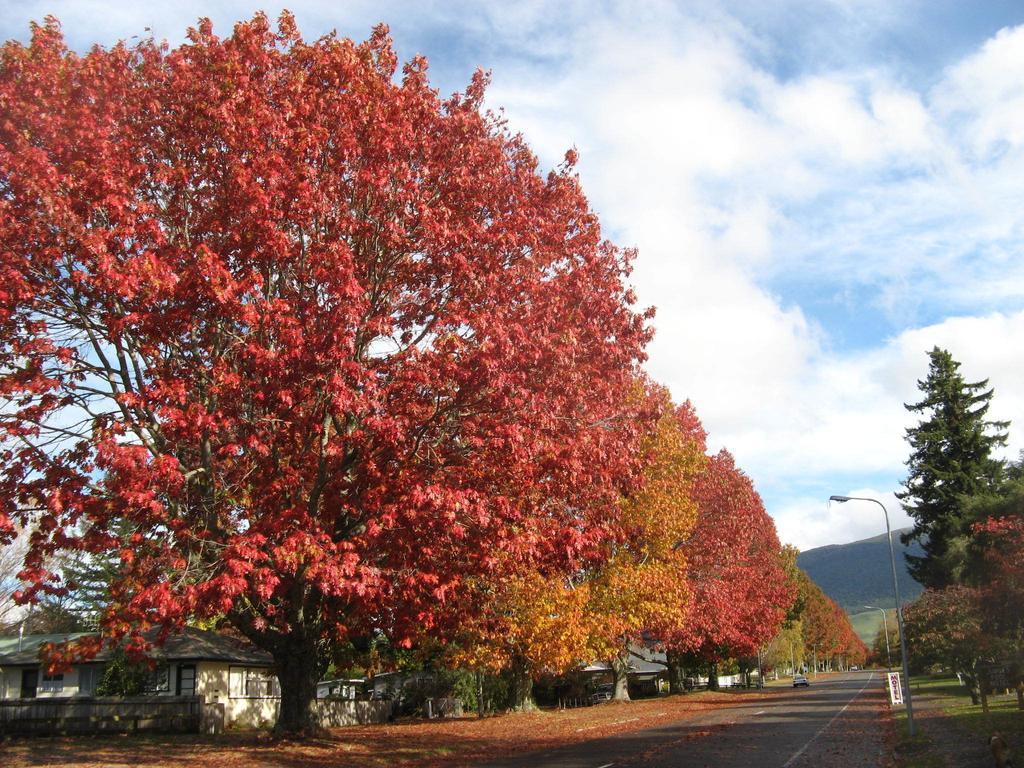 Tongariro River Motel Turangi Δωμάτιο φωτογραφία